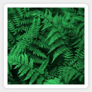 Ferns Sticker